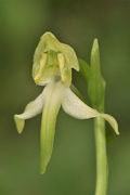 Bitte für eine Größere Ansicht klicken. Grünliche Waldhyazinthe (Platanthera chlorantha)